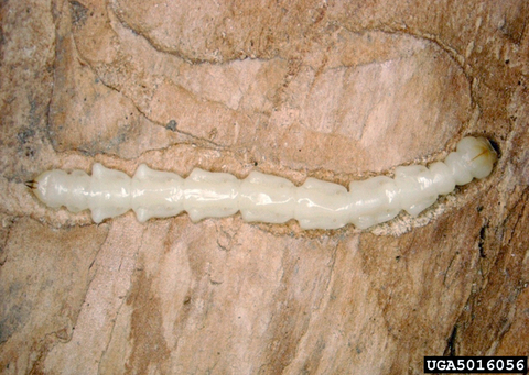 Larva of emerald ash borer laying horizonally in a cross-cut section of the inner bark of an ash tree.