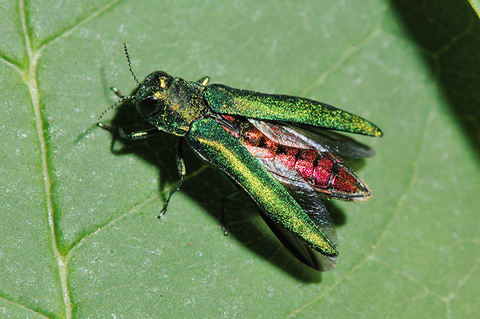 Emerald ash borer on leaf.