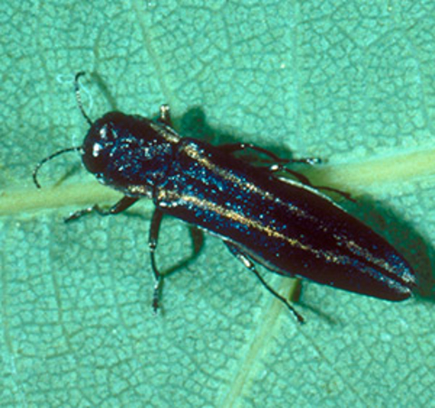 Bluish-black beetle with to yellow lines running down its wing covers