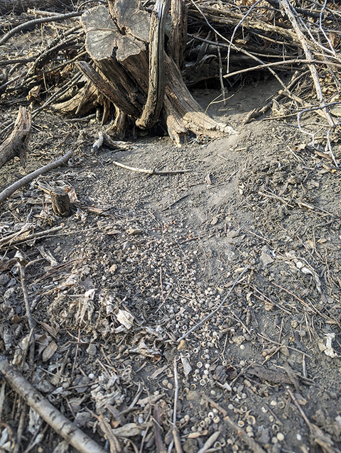 Small mammal burrow under a cut buckthorn stump and brush pile with eaten hackberry seeds.