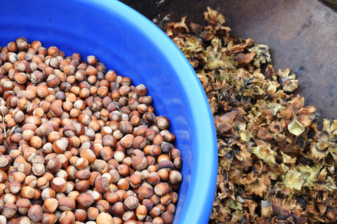 Bowl of hazelnuts