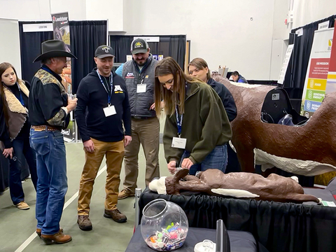 Model of calf on a table while person attaches chains to its front feet. Full-sized cow model with top of stomach removed is in the background. People look on.