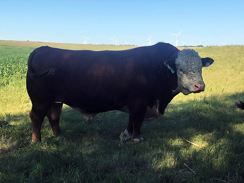 Brown bull with a white head standing alone in a pasture.