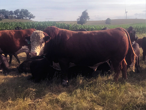 Brown and white Hereford bull standing in front of cows in pasture near a corn field.