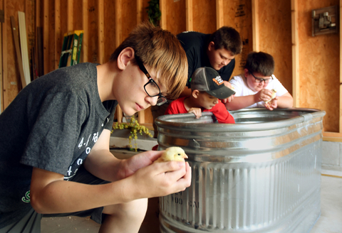 boy looking at chick