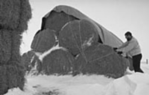 A man tying up round bales