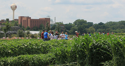 People in U of M crop field