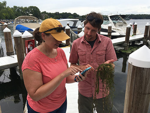 Volunteers looking at lake weeds