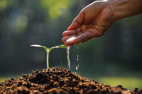 hand dripping water onto seedling in mound of soil