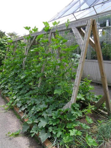 Vining plants on a trellis