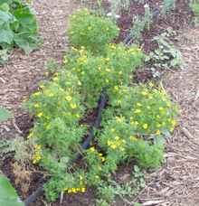 Plants with drip irrigation hose on the ground.