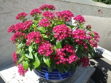 Penta flowers are small but many in number, massed against shiny foliage.