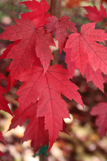 First Editions Matador maple leaves. Photo: Bailey Nurseries