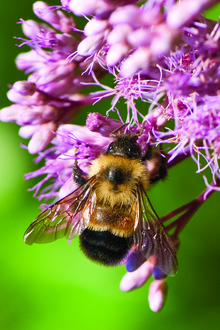 Bee pollinating a pink flower