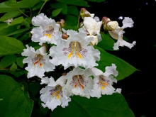 Northern catalpa flower