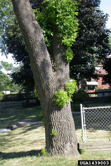 Leafy sprouts along the lower trunk of a tree in response to emerald ash borer tunneling.