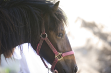 Horse profile