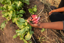 Hand holding a bunch of freshly-pulled red radishes.