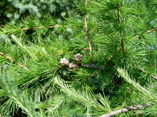 American tamarack foliage cone