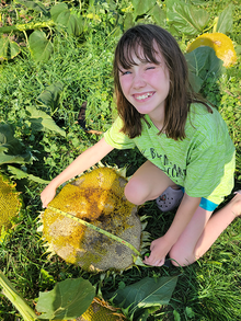 A girl using a measuring tape to measure the width of a giant sunflower head.