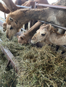 Camels feeding through a fence