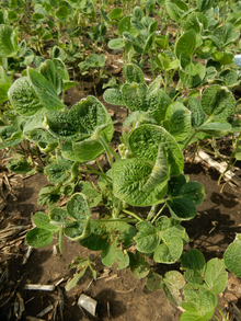 Soybeans with dicamba damage