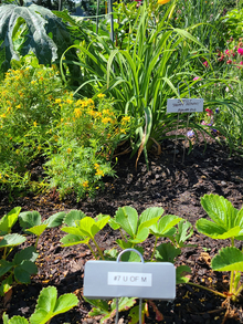 Plants that provide nectar and pollen for bees, and are tasty for people in rows in a garden.