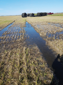 Flooded farm field