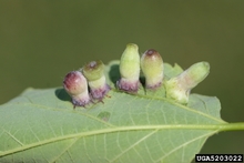 Galls caused by the hackberry nipple gall maker on the underside of a hackberry leaf. Image by Steven Katovich, Bugwood.org