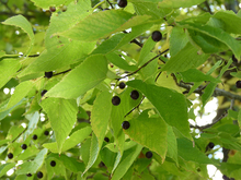 Round, dark-colored fruit of common hackberry.