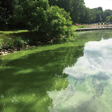 Lake with algae scum