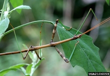 Walkingstick. Image courtesy David Cappaert, Bugwood.org