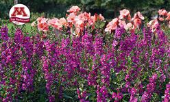 Picture of flowers with a logo that says it's a U of M top performer