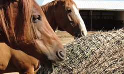 horses eating hay