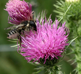 Bee on a flower