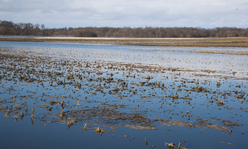 Flooded crop field