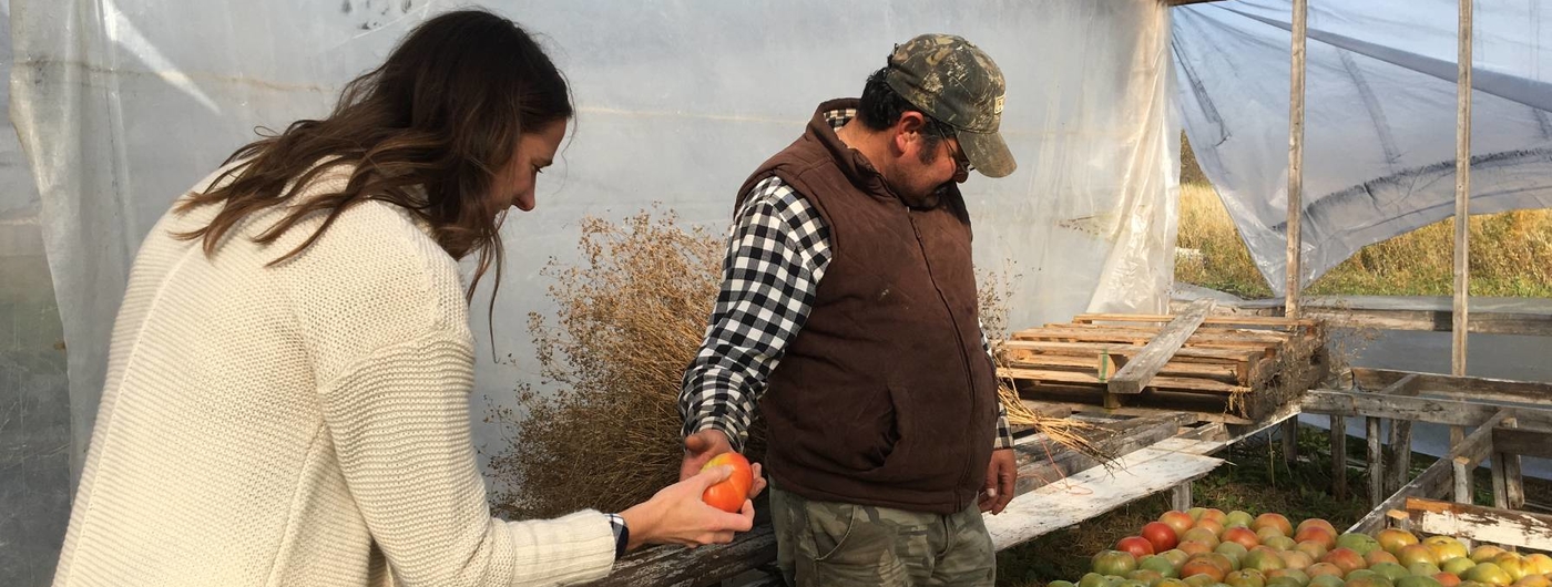 Javier Garcia and Molly Zins mirando por encima de los tomates cosechados.