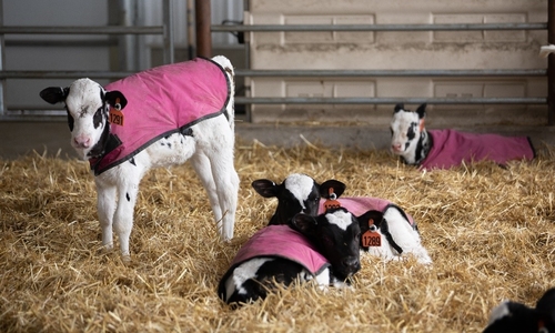 Four calves with pink blankets on in a barn full of hay.