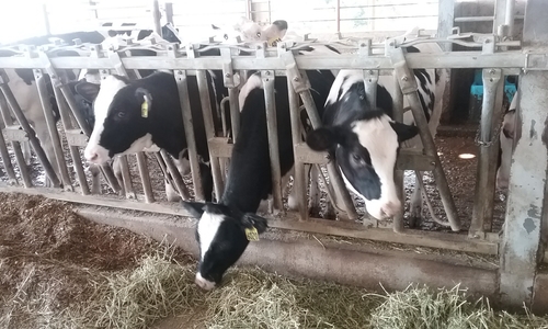 Dairy cows in a barn, eating hay.