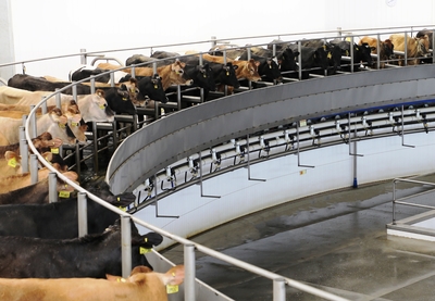 Dairy milking parlor