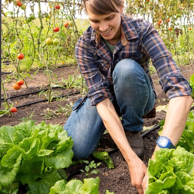 Laura Frerichs picks lettuce with tomatoes growing behind her