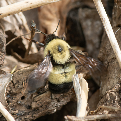 Rusty patched bumble bee making a nest in brush.