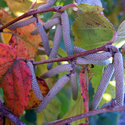 American hazelnut branch.