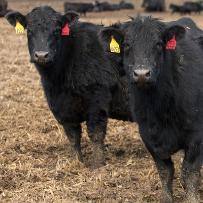 Beef cows with two in foreground.