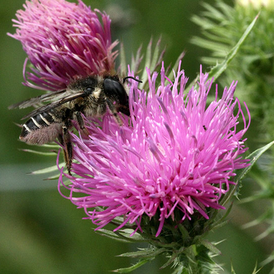 Bee on a flower