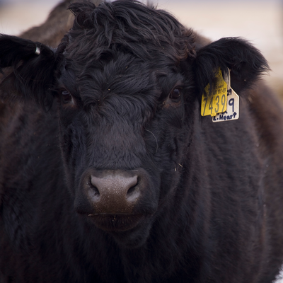 Beef cow with eartag.