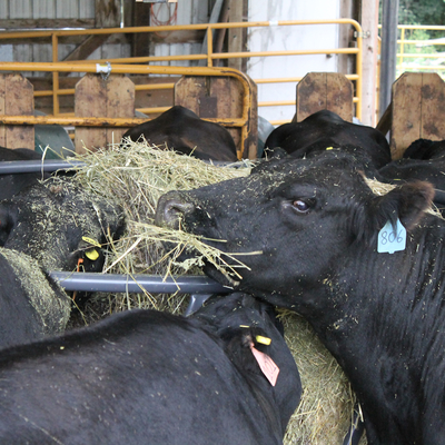 Cattle eating hay from a round bale feeder.