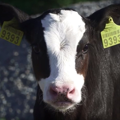 Calf with eartags