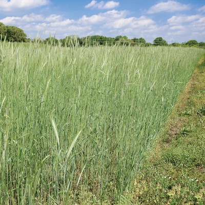 Field of rye crop