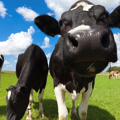 Close up of dairy cows walking toward the camera.